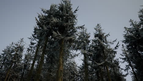 Schöner-Schneeweißer-Wald-Am-Frostigen-Wintertag