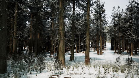 spruces-covered-with-white-fluffy-snow