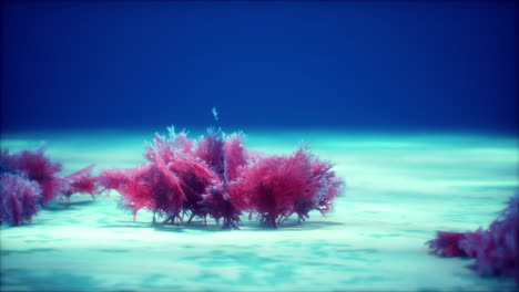 Lila-Und-Rosa-Weichkorallen-Und-Rote-Schwämme