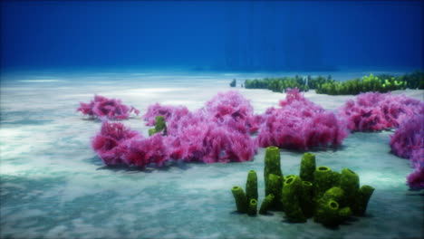Purple-and-pink-soft-corals-and-red-sponges