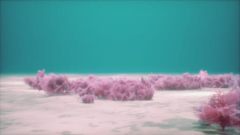 Corales-Blandos-Morados-Y-Rosas-Y-Esponjas-Rojas