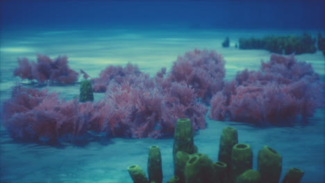 Lila-Und-Rosa-Weichkorallen-Und-Rote-Schwämme
