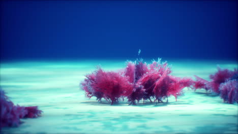 Purple-and-pink-soft-corals-and-red-sponges
