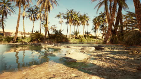 Fantasy-pond-oasis-in-a-palm-forest