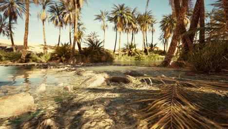desert-oasis-lake-pond-with-palm-trees