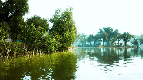 green-treesin-city-park-with-swamp-under-sunny-light