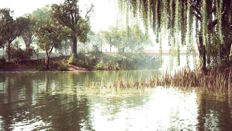 pond-of-city-Central-Park-in-summer-day