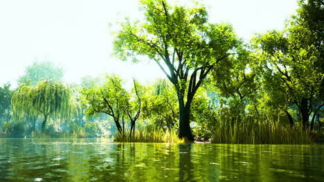 trees-in-the-morning-sun-near-a-pond-in-city-park