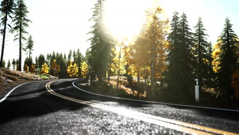 forest-road-under-sunset-sunbeams