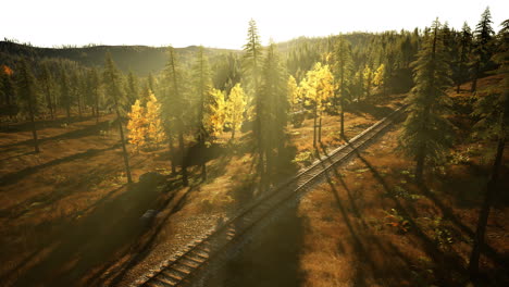 abandoned-railroad-track-in-a-coniferous-forest-in-spring