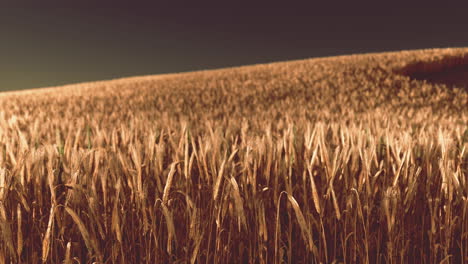 Golden-wheat-field-at-hot-summer
