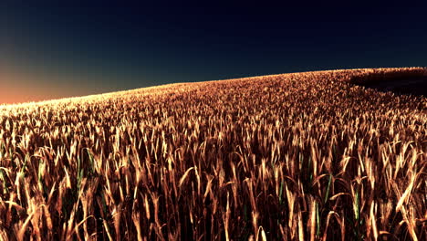 Golden-wheat-field-at-sunset
