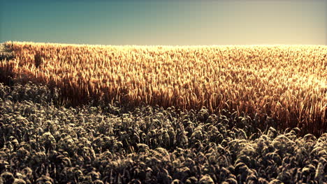 Agricultural-wheat-field-under-sunset