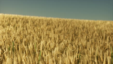 Agricultural-wheat-field-under-sunset