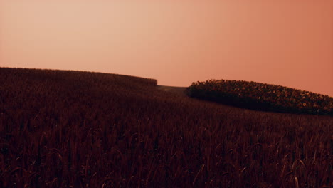Goldenes-Weizenfeld-Bei-Sonnenuntergang