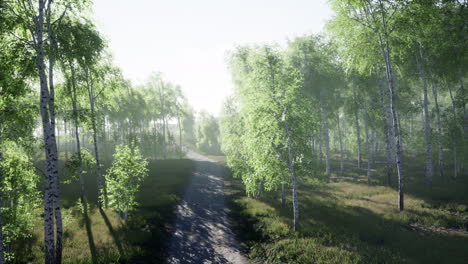 dirty-road-through-summer-forest