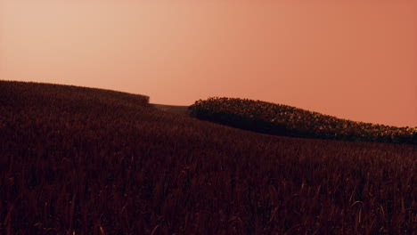 Gold-Wheat-Field-at-Sunset-Landscape