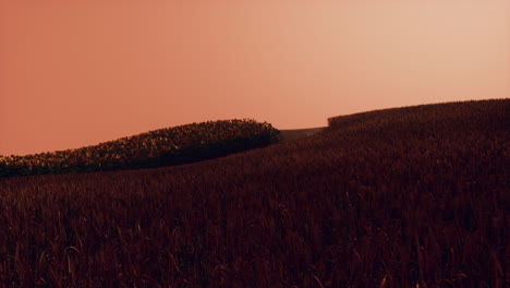 Goldenes-Weizenfeld-Bei-Sonnenuntergang