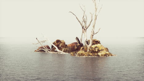 Wunderschöne-Meeresfelsen-Und-Tote-Bäume-In-Einem-Meer-Aus-Heller-Dämmerung