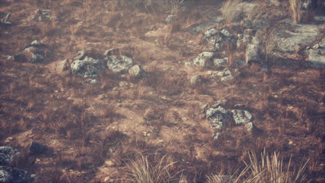 dry-grass-and-rocks-landscape