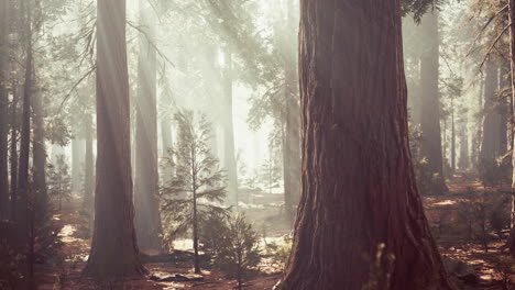 Riesenmammutbäume-Im-Riesenwaldhain-Im-Sequoia-Nationalpark
