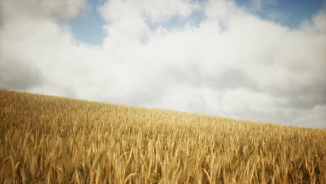 Ripe-yellow-rye-field-under-beautiful-summer-sunset-sky-with-clouds