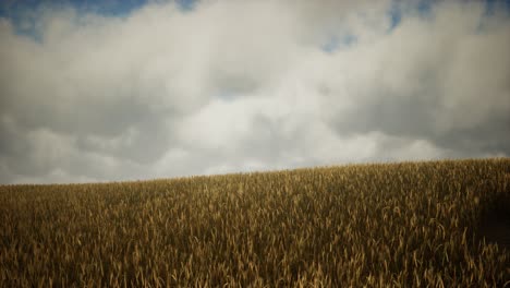 Dunkle-Stürmische-Wolken-über-Dem-Weizenfeld