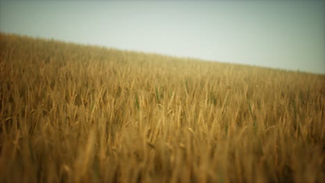 Dark-stormy-clouds-over-wheat-field