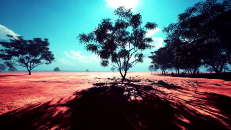 Wüstenbäume-In-Den-Ebenen-Afrikas-Unter-Klarem-Himmel-Und-Trockenem-Boden