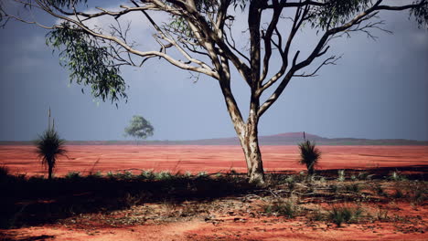African-savanna-landscape-with-acacia-trees