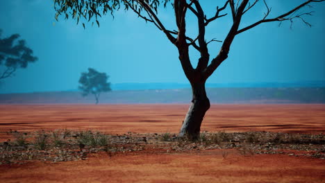 Desert-trees-in-plains-of-africa-under-clear-sky-and-dry-floor