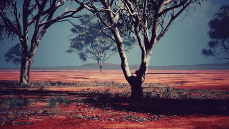 Acacia-tree-in-African-savannah