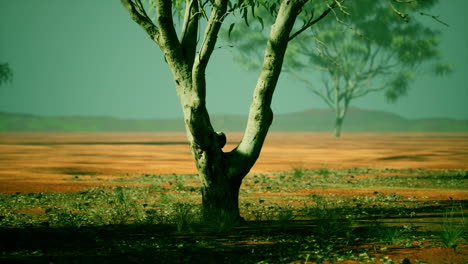 Afrikanische-Savannenlandschaft-Mit-Akazienbäumen