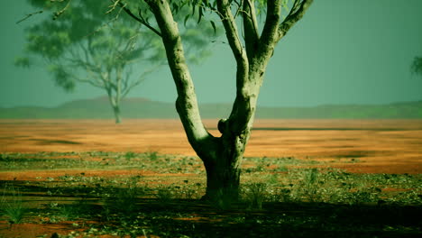 Akazienbaum-In-Der-Afrikanischen-Savanne