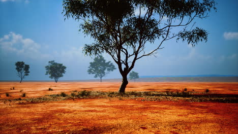Paisaje-De-Sabana-Africana-Con-árboles-De-Acacia