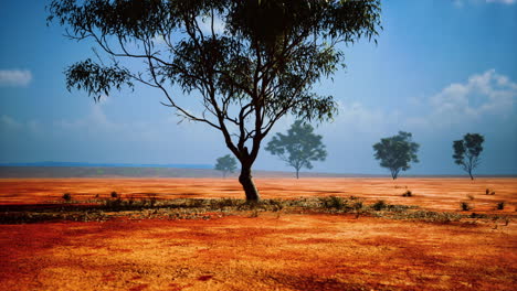 árbol-De-Acacia-En-La-Sabana-Africana