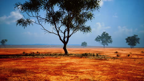 acacia-triis-in-african-landscape