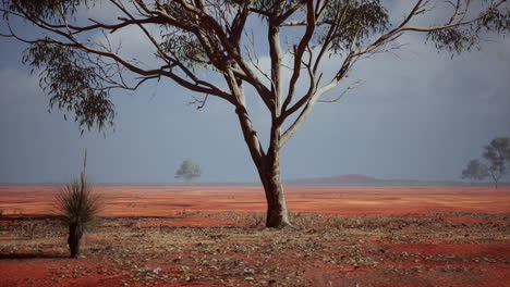 african-landscape-with-a-acacia-trees
