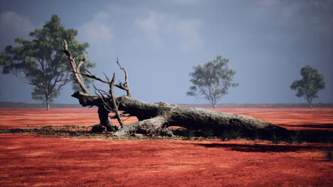 árboles-De-Acacia-En-El-Masai-Mara