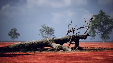 Große-Akazienbäume-In-Den-Offenen-Savannenebenen-Namibias