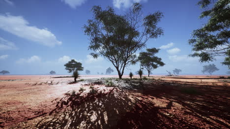 Große-Akazienbäume-In-Den-Offenen-Savannenebenen-Namibias