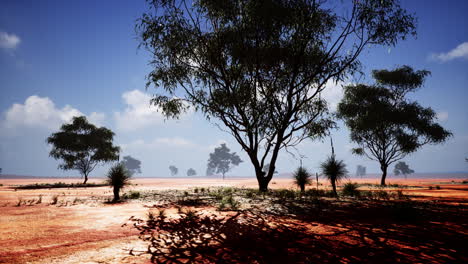 Afrikanische-Landschaft-Mit-Wunderschönen-Akazienbäumen