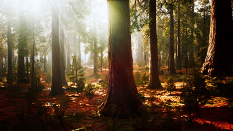 giant-sequoias-in-the-giant-forest-grove-in-the-Sequoia-National-Park