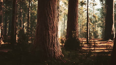 giant-sequoias-in-the-giant-forest-grove-in-the-Sequoia-National-Park
