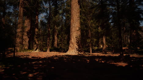 Sequoia-Nationalpark-In-Kalifornien