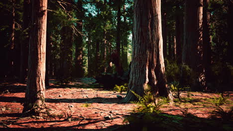 Secuoyas-Gigantes-En-El-Parque-Nacional-Sequoia-En-California,-EE.UU.