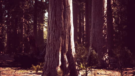 Riesenmammutbäume-Im-Sequoia-Nationalpark-In-Kalifornien,-USA