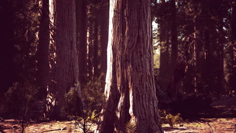 Riesenmammutbaumwald-Des-Sequoia-Nationalparks-In-Den-Kalifornischen-Bergen