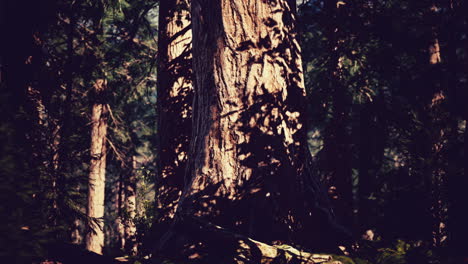 Sequoia-redwood-trees-in-the-sequoia-national-park-forest