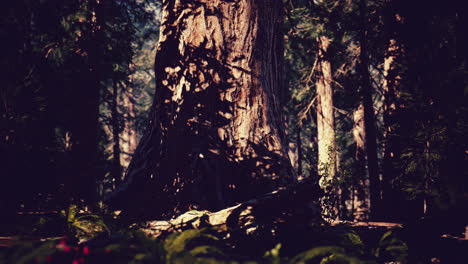 Bosque-De-Secuoyas-Gigantes-Del-Parque-Nacional-De-Secuoyas-En-Las-Montañas-De-California